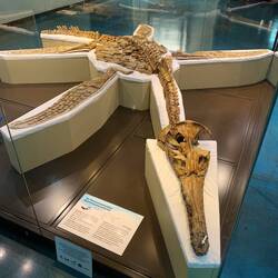 Polycotylid skeleton, Hughenden