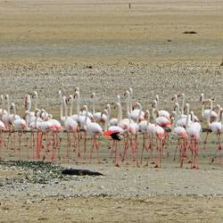 Im Hintergrund ist ein Schakal zu sehen.