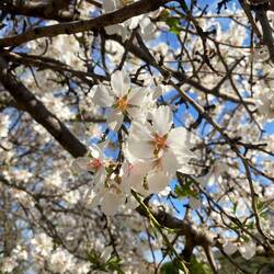 Bienenparadies 🐝🌸🌸🫶🏼🤍
