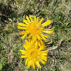 Giant dandelions