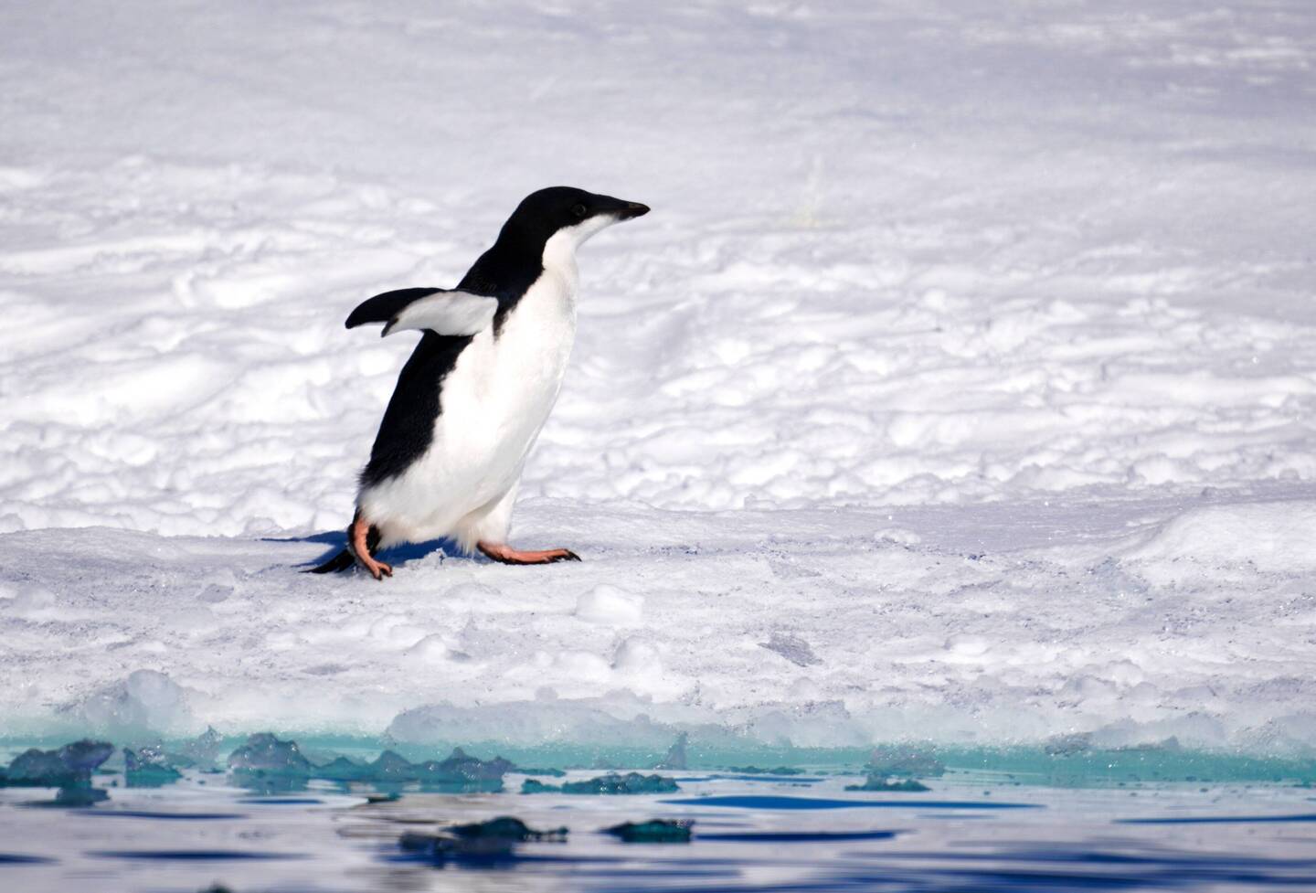 Adelie Pinguin