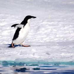 Adelie Pinguin
