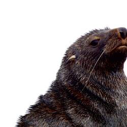 Fur Seal