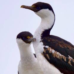 Blue Eyed Kormoran