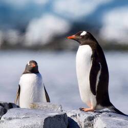 Gentoo Pinguine