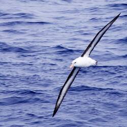 Blackbrowed Abertross