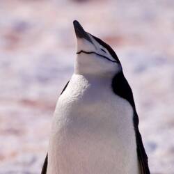 Chinstrap Pinguin
