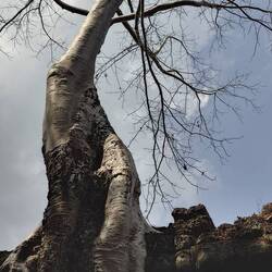 Wieder eine tolle Symbiose von Baum und Tempel