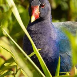 Purple Gallinule (relative of moorhen)