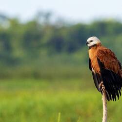 Black collared Hawk