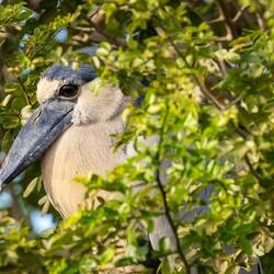 Elusive Boat-billed Heron