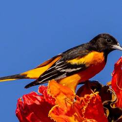 Baltimore Oriole