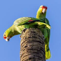 Red-lored Parrots