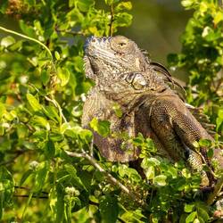 Iguana