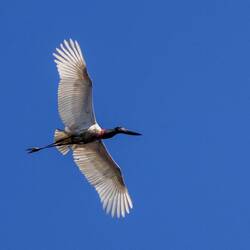 Jabiru (largest bird in Central America)