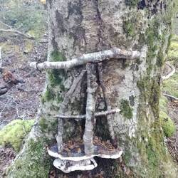 some more trail love on a tree mushroom
