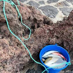 Es reicht fürs Nachtmahl!