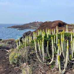 Kakteen, wohin man schaut...