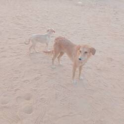 Kuri out wandering the dessert!