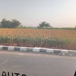 Many fields of corn and maise as we travelled around Egypt farmlands.