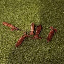 Squids. Did they serve them for lunch the next day? 🤔