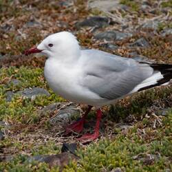 Red-Billed Gull