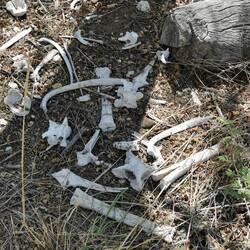 Es war einmal ein Kudu