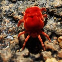 Kleine rote Spinne