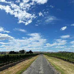 Einfahrt Sileni Winery