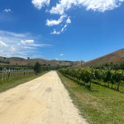 Reben wohin das Auge reicht