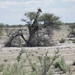 Giraffe mit Baum