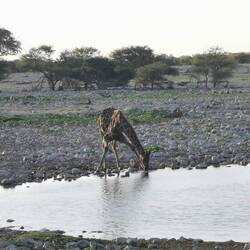 Giraffe am Wasserloch