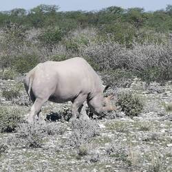 Nashorn