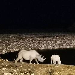 Nashornfamilie by night