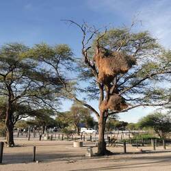 Riesiges Nest von Webervögeln