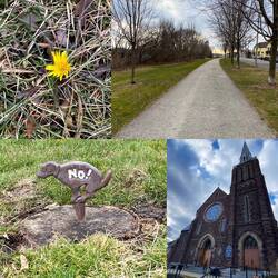 Na der Löwenzahn ist überall zu finden 😁