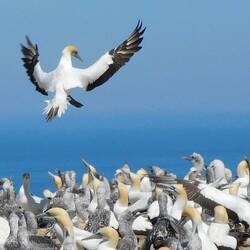 Coming in for a landing