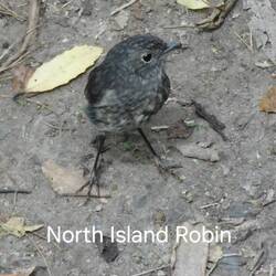 North Island Robin