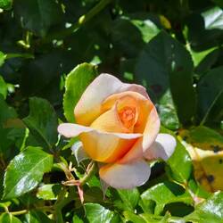 Auckland Gold rose