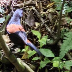 North Island Saddleback
