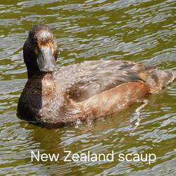New Zealand Scaup