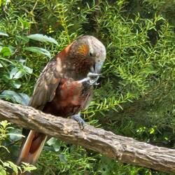 New Zealand Kaka