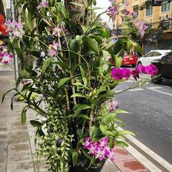 Orchid augmented tree