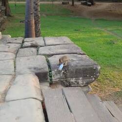 Das Äffchen und die Flasche