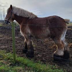 Ein Kaltblüter wie aus dem Bilderbuch!