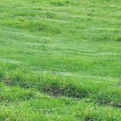 Altweibersommer im Februar?