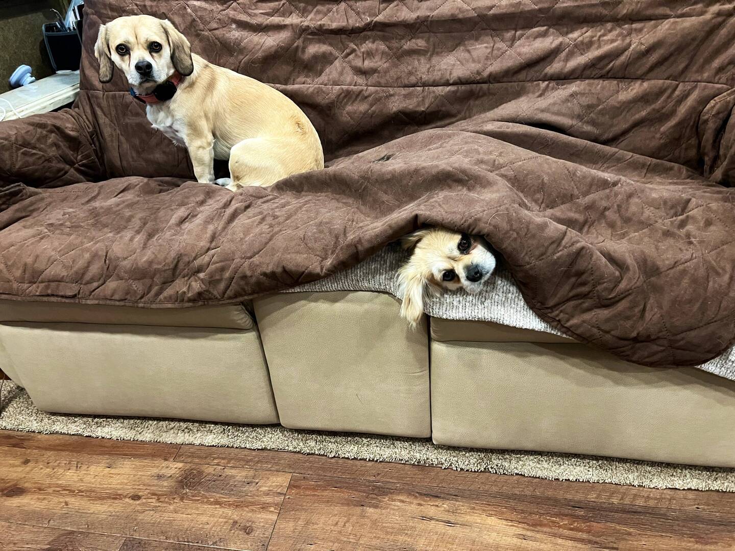 What M&P look like as they know they are about to be home alone, lol
