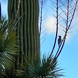 Little Woodpecker was chatting like crazy
