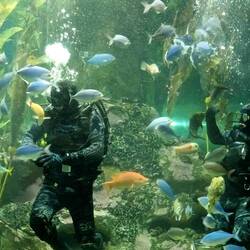 Taucher bei der Fischfütterung