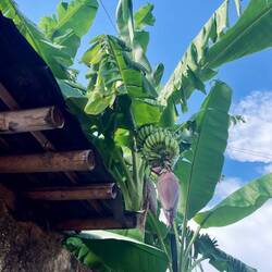 banana flower (they make salad out of it)